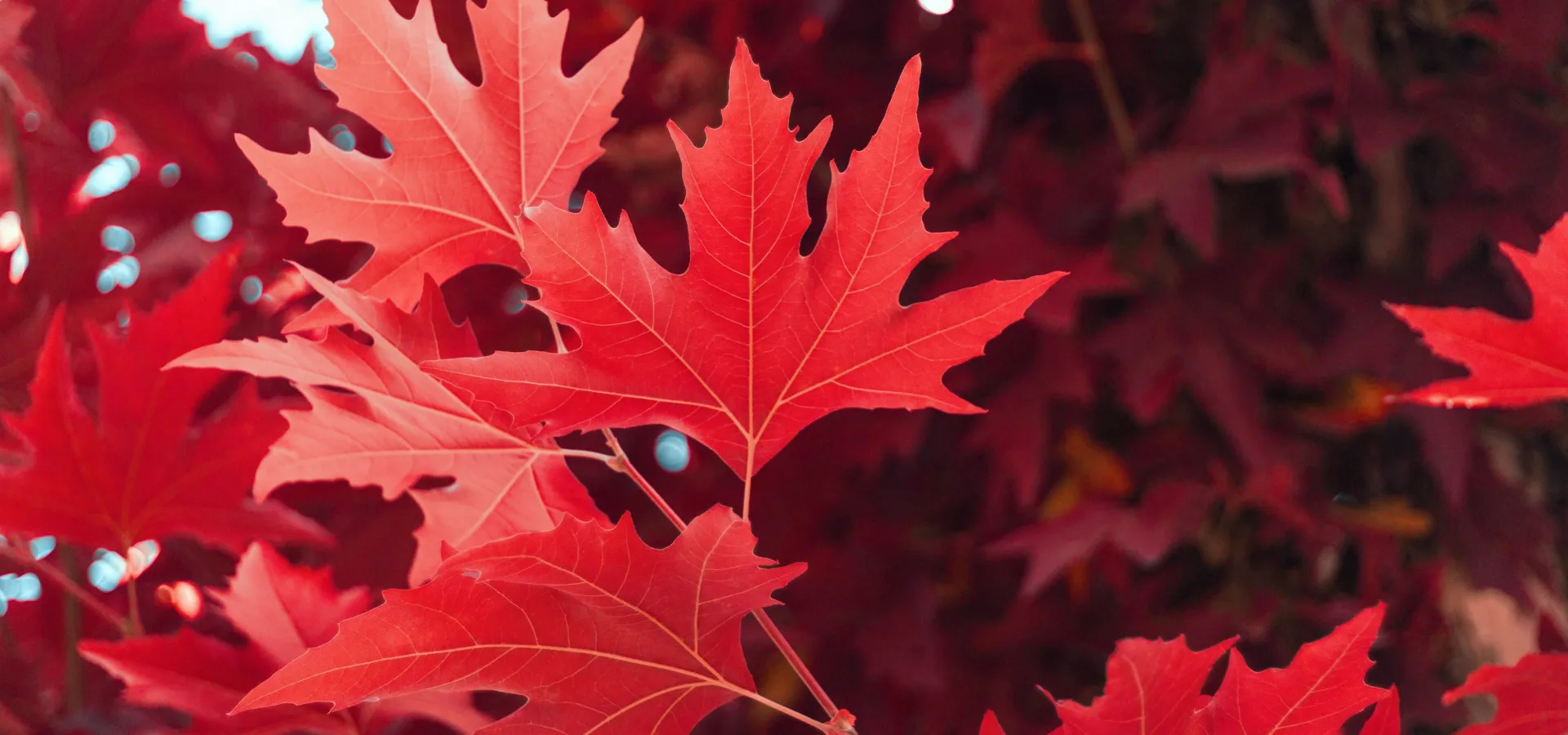 Close up of bright red maple leaves in autumn chi — Seguro de viaje para Canadá